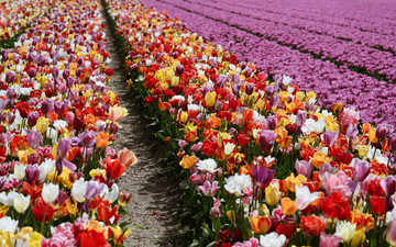 Interesting Facts About Tulips