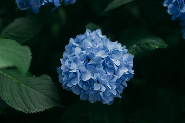 Hydrangea Meaning: Colours, Symbolism, & Significance in Singapore