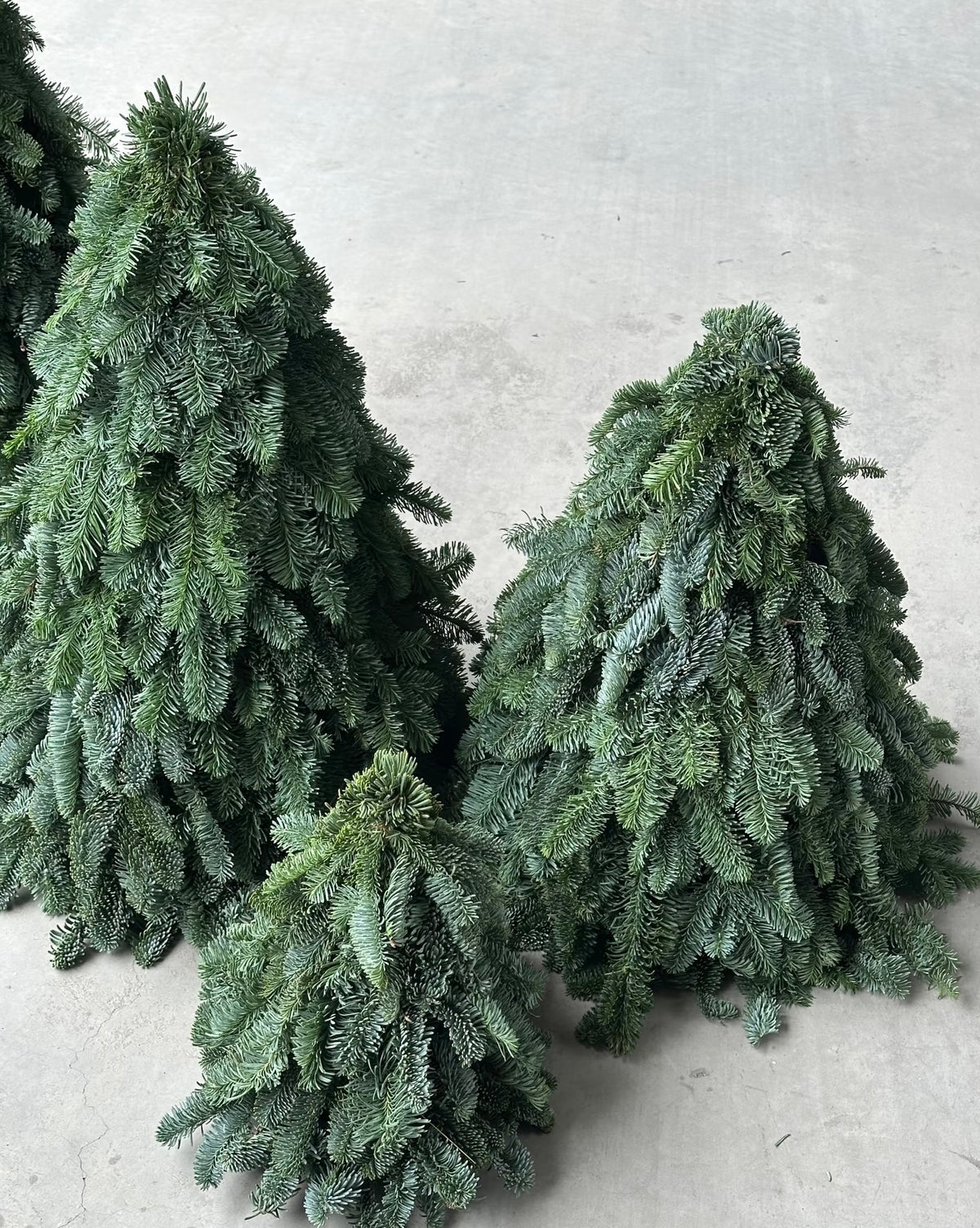 Fresh Nobilis mini Christmas tree, undecorated