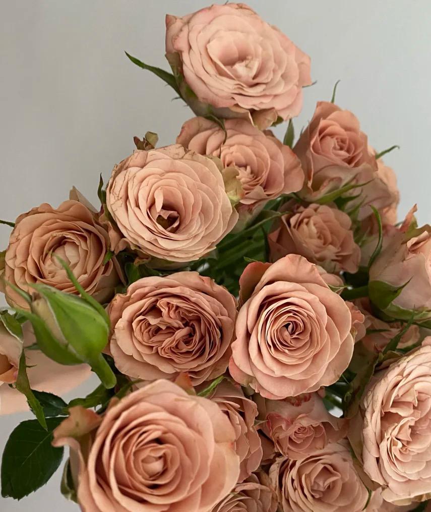 Cappuccino Fresh Roses 